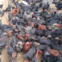 نیمچه طاقچه مرغ و خروس بلک استار مرندی