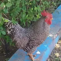 امروک پیلموت
