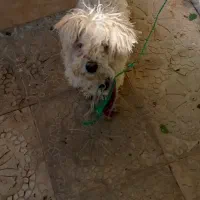 سگ خانگی|سگ|اهر, |دیوار