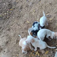 سگ قیمت سه ملیون|سگ|مینودشت, |دیوار