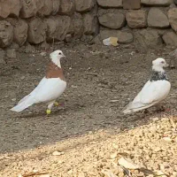 سه عدد طوقی درجه یک|پرنده|آبدانان, |دیوار