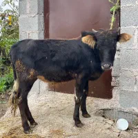 گوساله نر ورزاکوله جنس