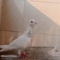 کبوتر همرنگ|پرنده|میناب, |دیوار