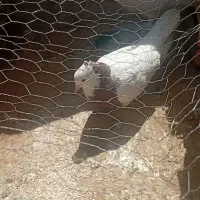 کبوتر طوقی مست مست