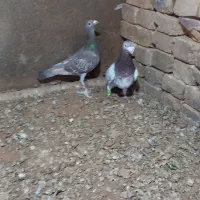 کبوتر هفرنگ|پرنده|الوند, |دیوار