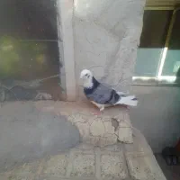 کبوتر|پرنده|محمدشهر, جعفرآباد|دیوار