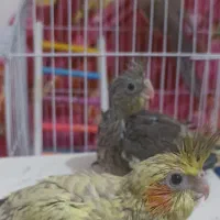 جفت عروس هلندی سخنگو و سه تا جوجه|پرنده|صومعه‌سرا, |دیوار