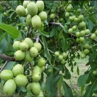 باغ فروشی