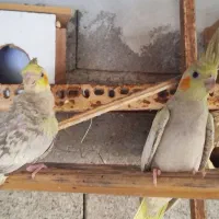 عروس هلندی|پرنده|میناب, |دیوار