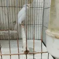 فروش قناری کاکل سفید