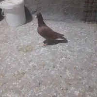 کفتر گرفتنی