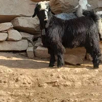 بیگ تخمی|حیوانات مزرعه|مسجد سلیمان, |دیوار