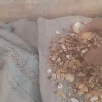 پوسته بادام زمینی .میش گاو کنسانتره