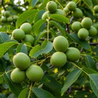 نهال پسته برای کشت تجاری سودآوری بالا، فروش تضمینی|خدمات باغبانی و درختکاری|کاشان, مدرس|دیوار