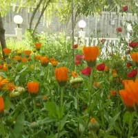 350-متر-طرح-هادی-سجادیه-گیاه-زا