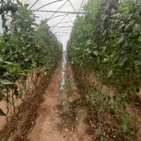 اجاره گلخانه فعال