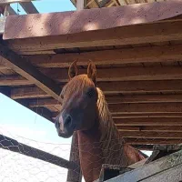 کره پلنگ قشقایی با برگه کشش