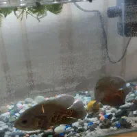 ماهی اسکار هردو ۳۰۰