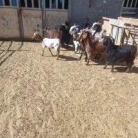 بزغاله داشتی کشتاری