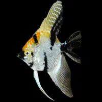 ماهی اکواریوم