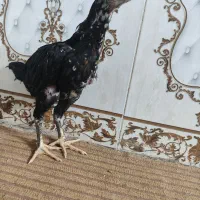 جوجه لاری اوشامو مرغ و خروس اصل دانگ بالا|حیوانات مزرعه|زاهدان, |دیوار