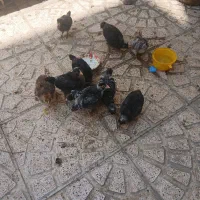 ۹ عددجوجه پلیموت راک یه ماهه