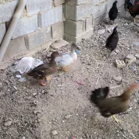 خضیری اردک خضیری|حیوانات مزرعه|شادگان, |دیوار