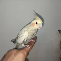 عروس هلندی ماده نژاد گل باقالی مست|پرنده|اراک, |دیوار