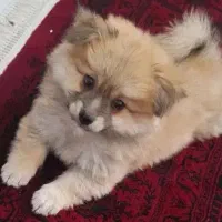 با سلام سگ ماهر ۳ ماهه باهوش و بازیگوش