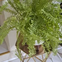 گل سرخصی سالم سرحال|گل و گیاه طبیعی|مشهد, کوی ولیعصر|دیوار