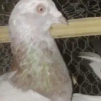 کبوتر  نر بلارو