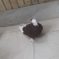 کبوتر رنگی|پرنده|شوشتر, |دیوار