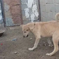 سگ گم شده در بین روستای شاهتپه ویاریجان خالصه|سگ|میاندوآب, |دیوار