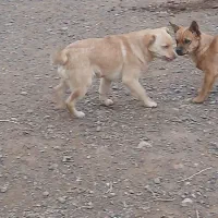 سگ پاکوتاه|سگ|شوط, |دیوار