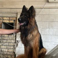 توله ژرمن شپرد شولاین