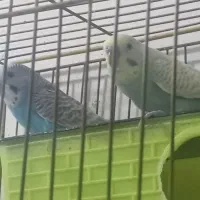 فروش چند جفت مرغ عشق مولد|پرنده|آبادان, |دیوار