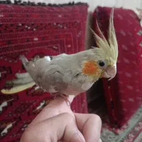 عروس هلندی ماده بالغ