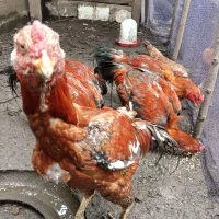 خروس لاری اصیل نژاد دار|حیوانات مزرعه|رحیم‌آباد, |دیوار