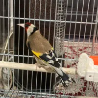 سهره ،سره|پرنده|اصفهان, دانشگاه اصفهان|دیوار