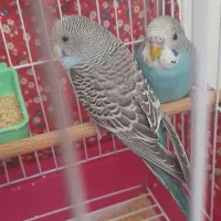 جوجه ۳ ماه|پرنده|مشکیندشت, |دیوار