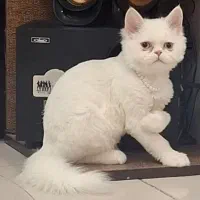 گربه پرشین یک ساله واکسن زده انگل تراپی شده