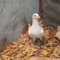 المانی سفید