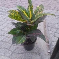 گل دیفن باخیا