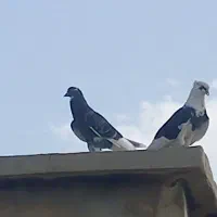 کبوتر فروشی فوری|پرنده|فشاپویه, |دیوار