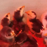 فروش جوجه مرغ نژاد گلین اصیل