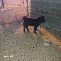 بز وبر قوچ|حیوانات مزرعه|هندیجان, |دیوار