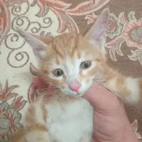 گربه  خوشگل نر