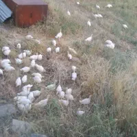 جوجه بوقلمون یک ماهه