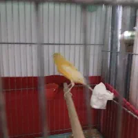 قناری|پرنده|ورامین, جعفر آباد اخوان|دیوار