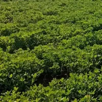 اجاره زمین دیم